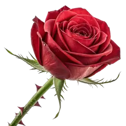 Imagen PNG para descargar